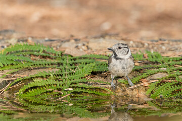crested tit perched on the pond floor next to the ferns