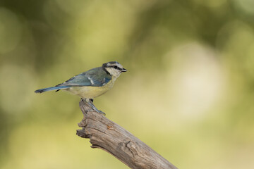 blue tit perched on an old, dry trunk (Cyanistes caeruleus)