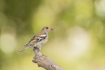 chaffinch perched on an old, dry trunk 