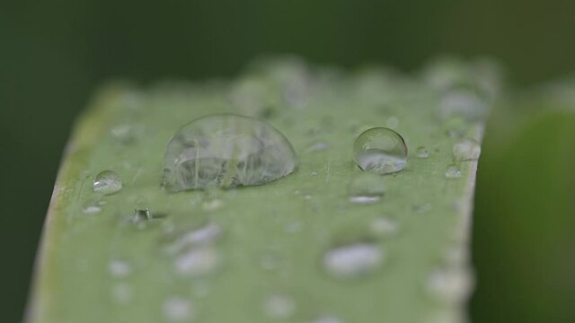 goccioline su pianta verde in 4k