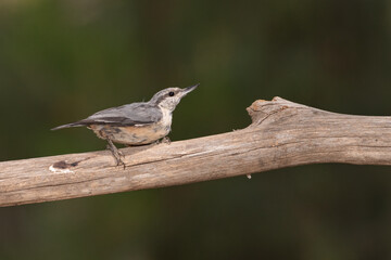 juvenile nuthatch perched on an old, dry trunk  (Sitta europaea)​