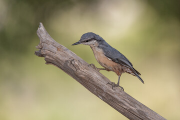 juvenile nuthatch perched on a branch in the park  (Sitta europaea)​