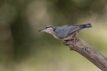 juvenile nuthatch perched on a branch in the park  (Sitta europaea)​