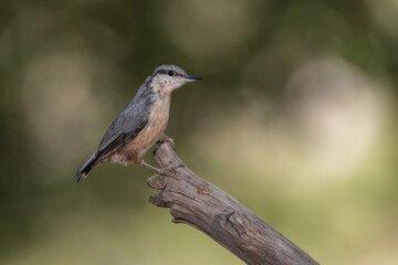 juvenile nuthatch perched on a branch in the park  (Sitta europaea)​