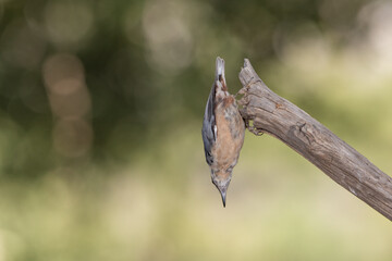 nuthatch hanging on a branch upside down in the shape of an arrow  (Sitta europaea)​ Marbella Andalucía España	