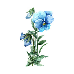 Delicate pansy flowers with buds, green leaves and stems on a white background. Field bouquet of blue flowers. Hand drawn watercolor composition for cards, wedding invitations, background, texture.