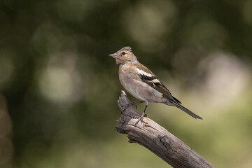 chaffinch perched on a dry branch  (Fringilla coelebs) 