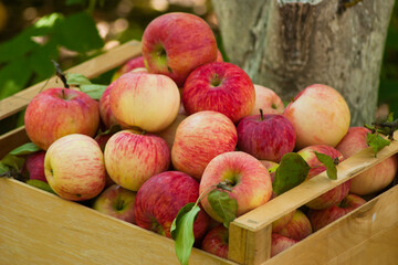 Melba apples are in a box. Apple harvest. A crate full of Melba apples stands in the garden. Harvesting