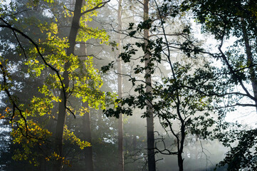 Światło i cień w lesie