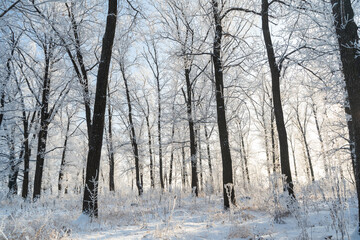 Winter forest on a frosty sunny day