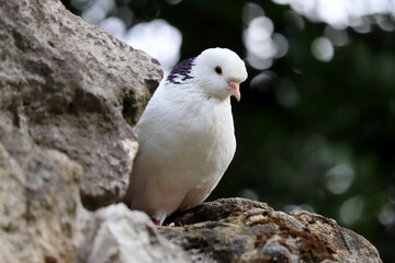 White pigeon sitting on a rock on blurred nature background. Portrait of a dove in summer