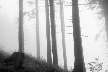 Drzewa we mgle © Sebastian