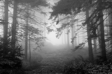 Szlak górski we mgle - obrazy, fototapety, plakaty