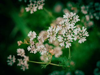 Echter Koriander im Feld