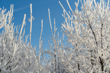 Winter forest on a frosty sunny day