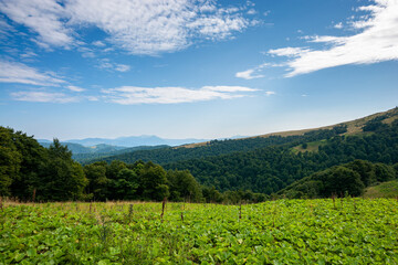 beautiful ukrainian countryside with green meadows and hills under blue sky. trees on the hill