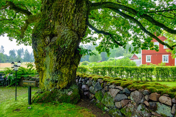 giant oak tree minneslund in near the church fiskbaeck chapell in habo, sweden