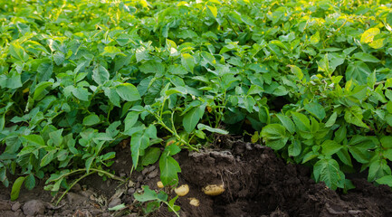 Young potato bushes grow in the field. Harvesting, harvest. Organic vegetables. Agriculture and farming. Potatoes. Selective focus.