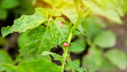 Colorado potato beetle - Leptinotarsa decemlineata on potatoes bushes. A pest of plant and agriculture. Insect pests damaging plants. Selective focus