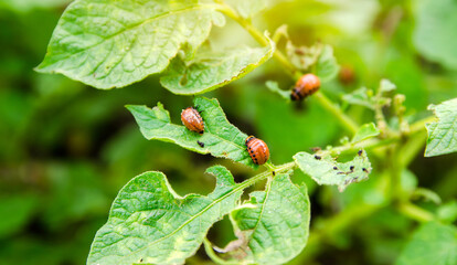 Colorado potato beetle - Leptinotarsa decemlineata on potatoes bushes. A pest of plant and agriculture. Insect pests damaging plants. Selective focus
