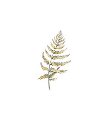 Golden fern isolated on a white background. Bracken. Ferns. Wild plant of the prehistoric forest. Watercolor hand drawing illustration