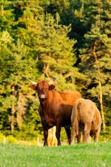 portrait of salers cow and veal in pasture