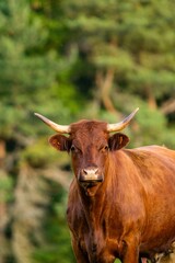 portrait of salers cow and veal in pasture