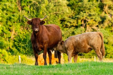 portrait of salers cow and veal in pasture