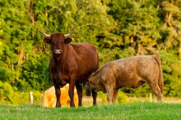 Fototapeta premium portrait of salers cow and veal in pasture