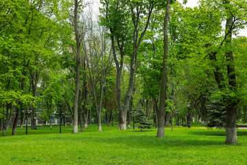 Naklejka na ściany i meble Beautiful park with green lawn and trees on sunny day