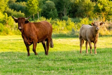 Naklejka premium portrait of salers cow and veal in pasture