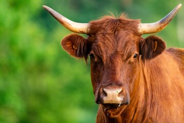 portrait of salers cow in pasture