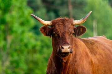 portrait of salers cow in pasture