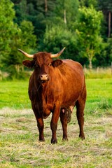 portrait of salers cow in pasture
