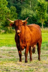 Naklejka na ściany i meble portrait of salers cow in pasture