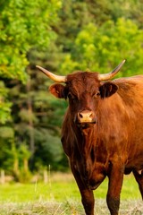 portrait of salers cow in pasture