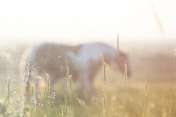 A pony on a summers evening in a field. With an artistic, blurred vintage edit