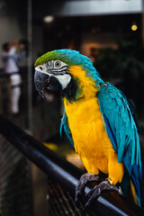 animals