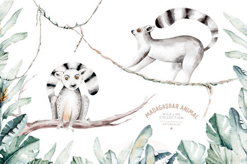 Watercolor illustration of a lemur in white background. Madagascar fauna zoo exotic lemurs animal. Tropical design poster - obrazy, fototapety, plakaty