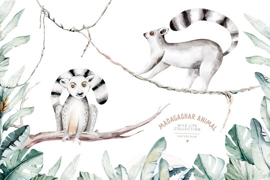 Watercolor illustration of a lemur in white background. Madagascar fauna zoo exotic lemurs animal. Tropical design poster