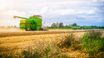 Fototapeta premium Mähdrescher erntet auf Feld im Sommer