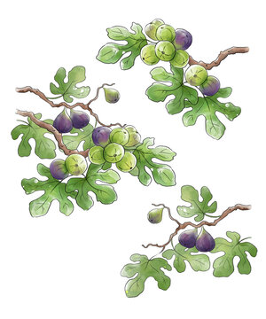 Ripe figs frowing on a branch illustration