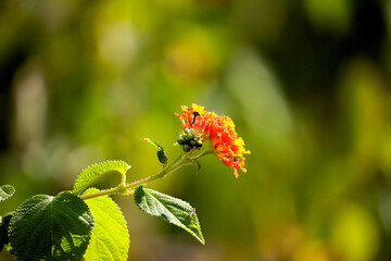 A flower cannot blossom without sunshine, and man cannot live without love