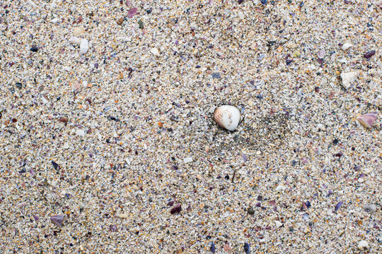 Sand beach texture focused in one marine shell surrounded by many little shell fragments and sand grains.