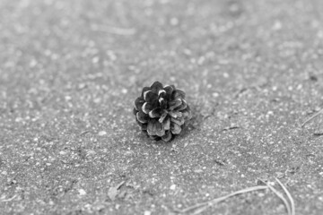 A fallen pine cone is lying on the asphalt. Beautiful young pine cone close up. Black and white photo