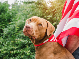 Lovable, pretty puppy of brown color and a man on the background of trees in the park on a sunny, clear day. Close-up, outdoor. Concept of care, education, obedience training and raising pets