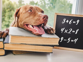 Lovable, adorable puppy chocolate color and vintage books. Close-up, isolated background. Studio...