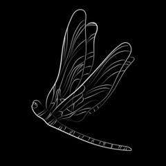 Elegant outline drawing of dragonfly. Vector illustration.