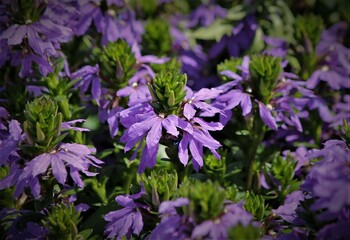 Obraz premium purple scaevola flowers in full bloom