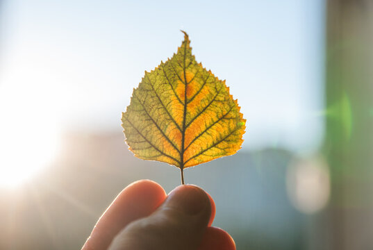 A hand holding a backlit yellow dry leaf in autumn
